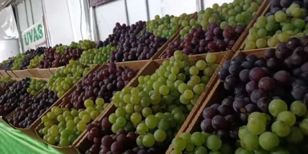 A expectativa de venda é de 40 toneladas de uva este ano, a R$ 8 o quilo da fruta. 