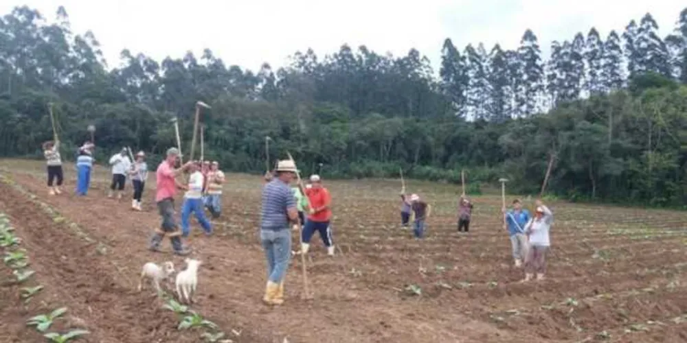 Amigos e familiares pegaram na enxada e garantiram a limpeza da lavoura
