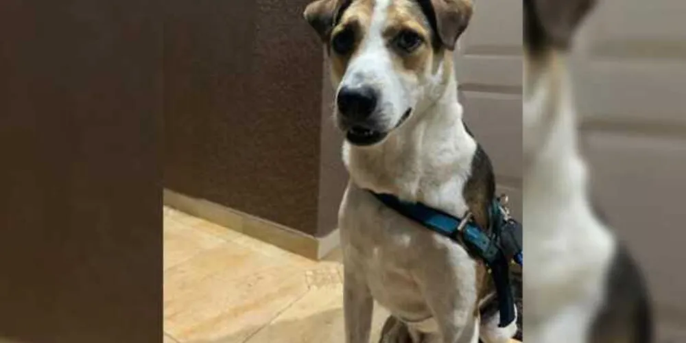 Beethoven desapareceu há cerca de três meses no Distrito de Guaragi. Donos oferecem recompensa