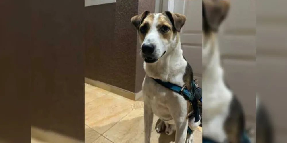Beethoven desapareceu há cerca de três meses no Distrito de Guaragi. Donos oferecem recompensa