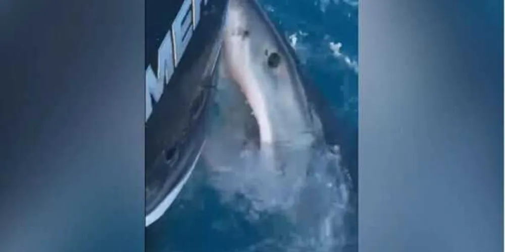 Imagem ilustrativa da imagem Tubarão branco curioso morde barco de pescadores na Flórida