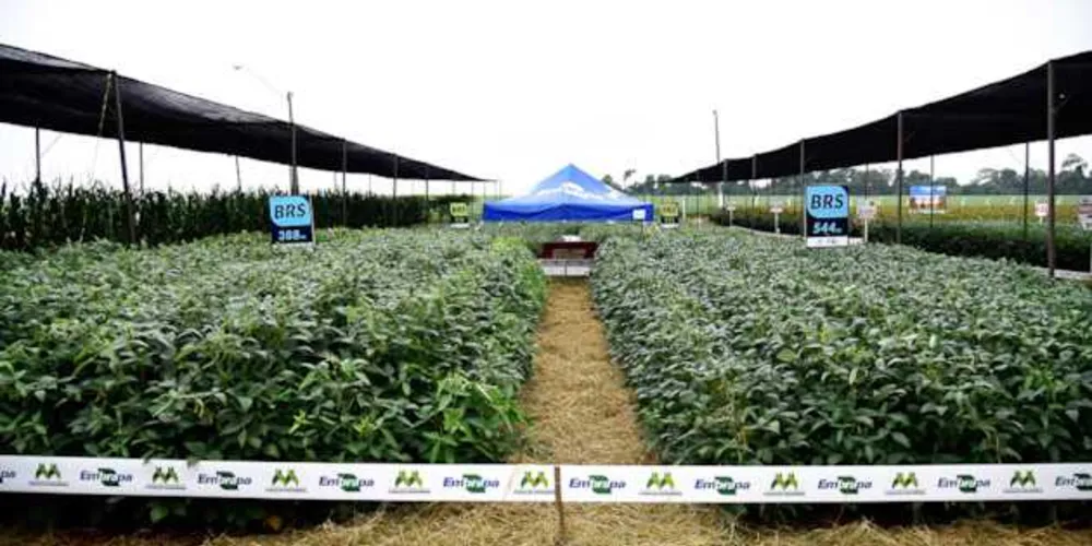 A 20ª edição do Belasafra traz muita novidade para o produtor em dezenas de horas de transmissão on-line