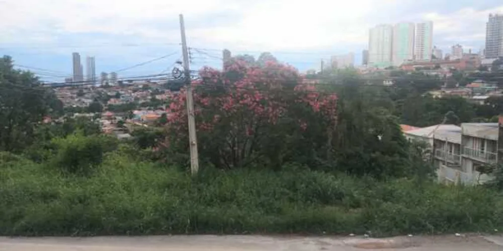 Imagens enviadas ao Portal aRede mostram a altura que o matagal atingiu