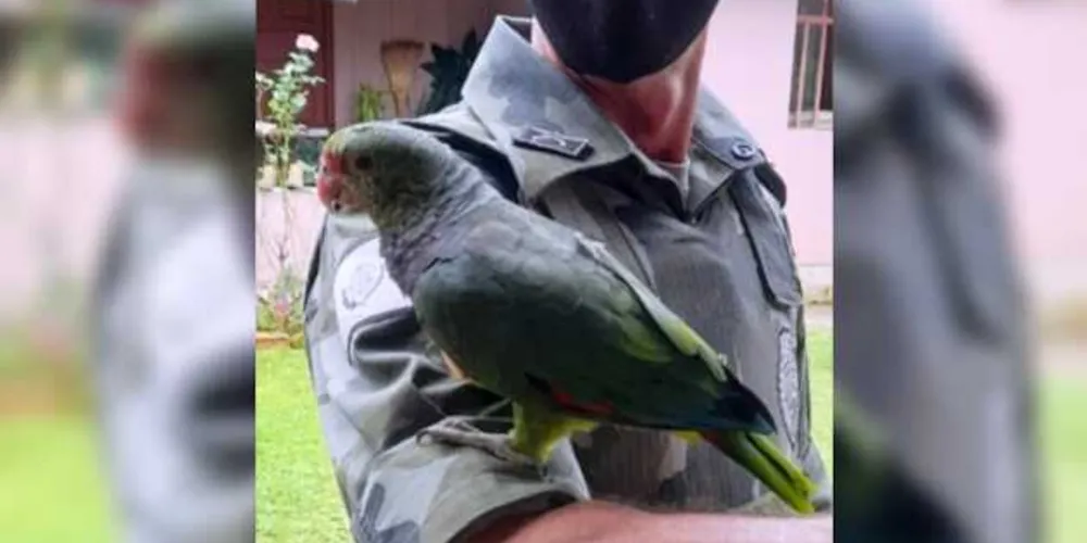 Imagem ilustrativa da imagem Polícia Ambiental resgata aves raras em Rio Azul