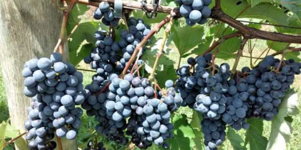 Imagem ilustrativa da imagem IDR-Paraná lança manual para produção de uvas