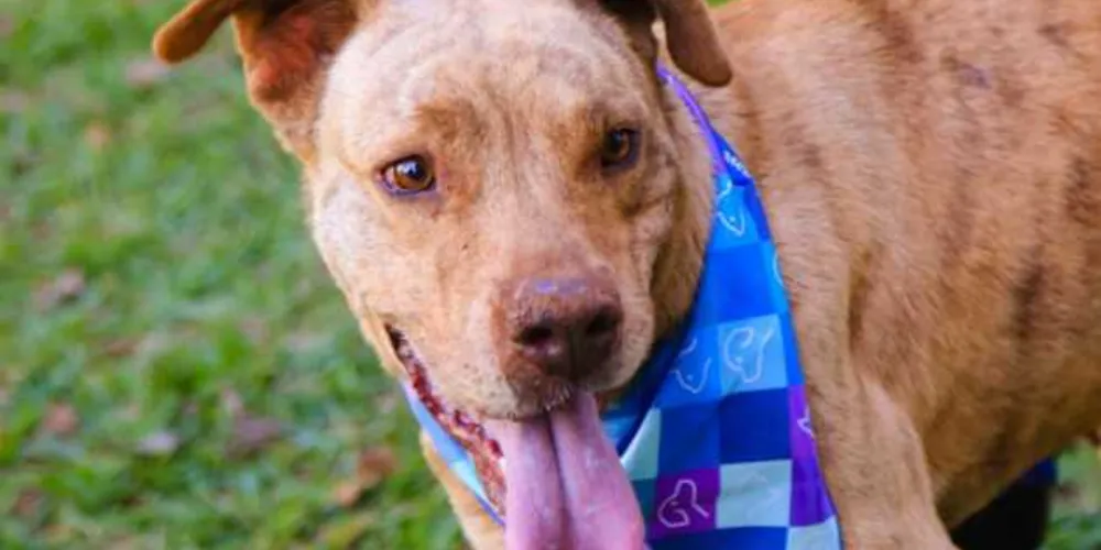 Seis cachorros estarão disponíveis para adoção na feirinha deste sábado