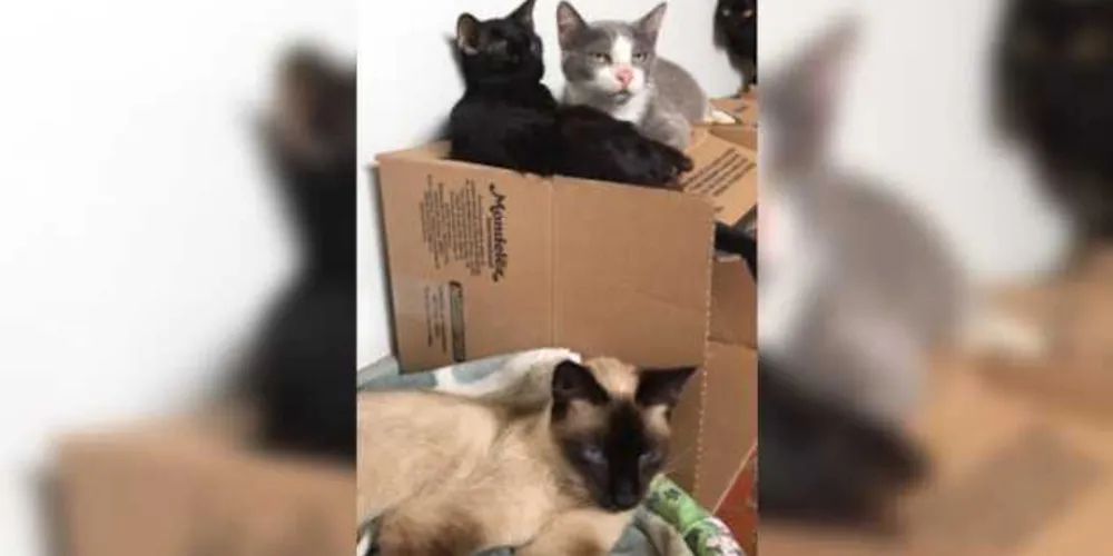 Por conta da situação precária de saúde e de higiene dos animais, os gatos precisão de vários materiais para tratamento e zelo