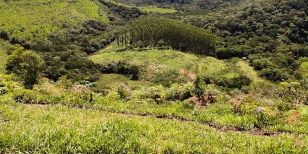 Imagem ilustrativa da imagem Polícia Ambiental aplica multa de R$ 315 mil em Reserva