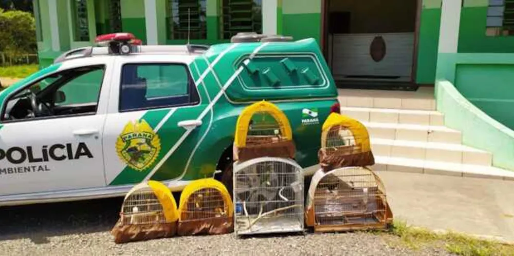 Pássaros foram apreendidos após denúncia via 181