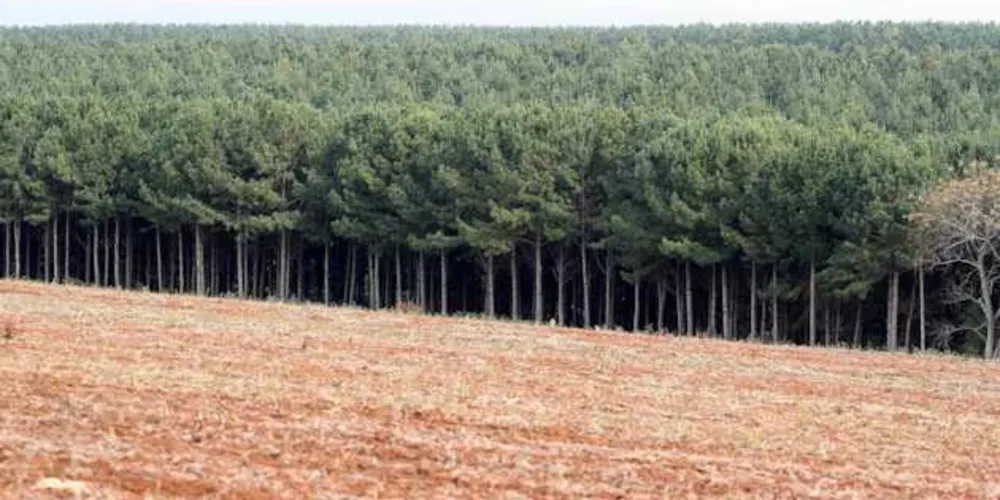 Municípios dos Campos Gerais se destacam em âmbito nacional na silvicultura