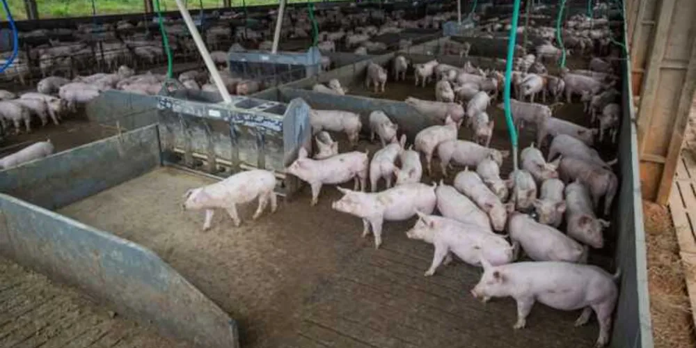 Na comparação com o terceiro trimestre de 2020, o abate de bovinos e suínos caiu 5,8% e 4,7%, respectivamente, e o de frangos cresceu 2,5%.