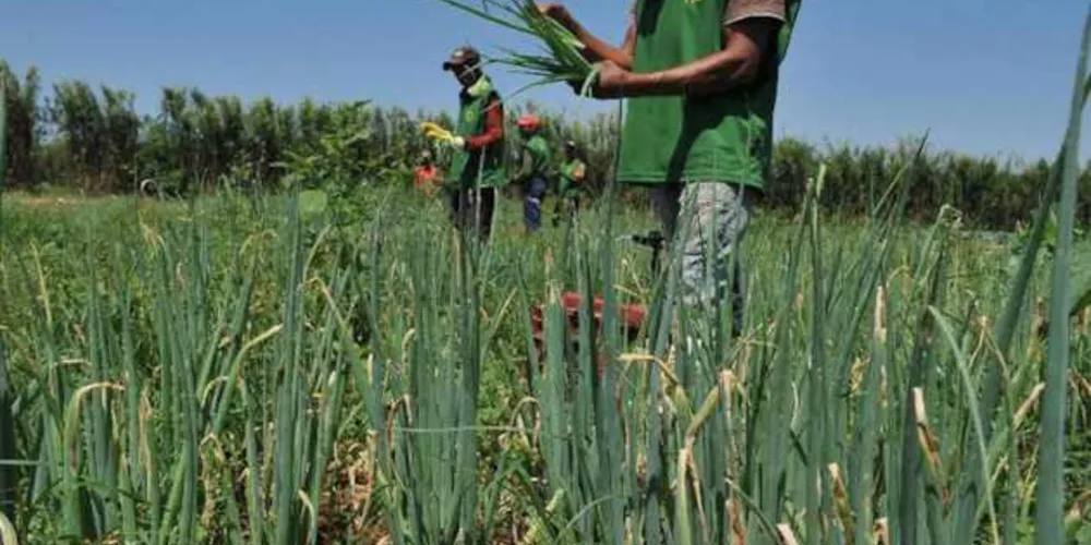 Imagem ilustrativa da imagem Ministério da Agricultura libera R$ 74 milhões em recursos