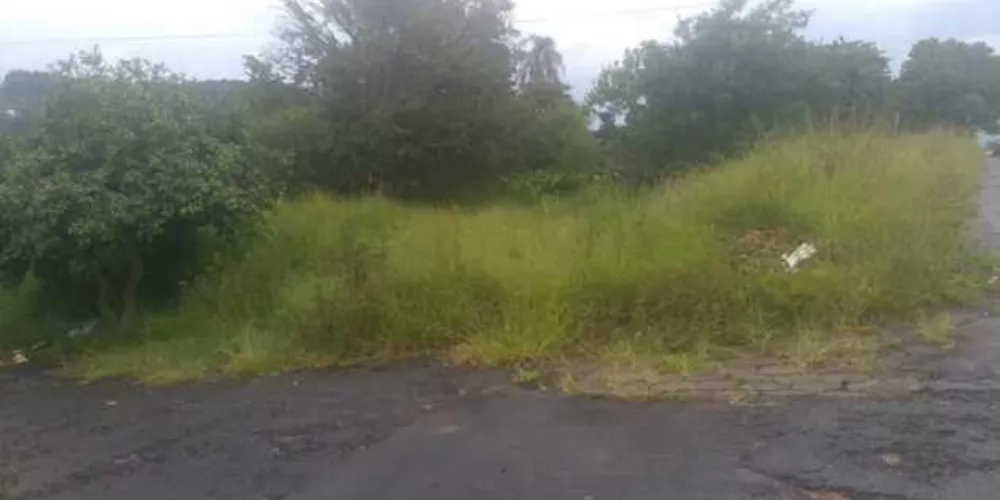 Com uma média de 10 reclamações sobre terrenos sujos ao dia, a prefeitura já notificou vários proprietários