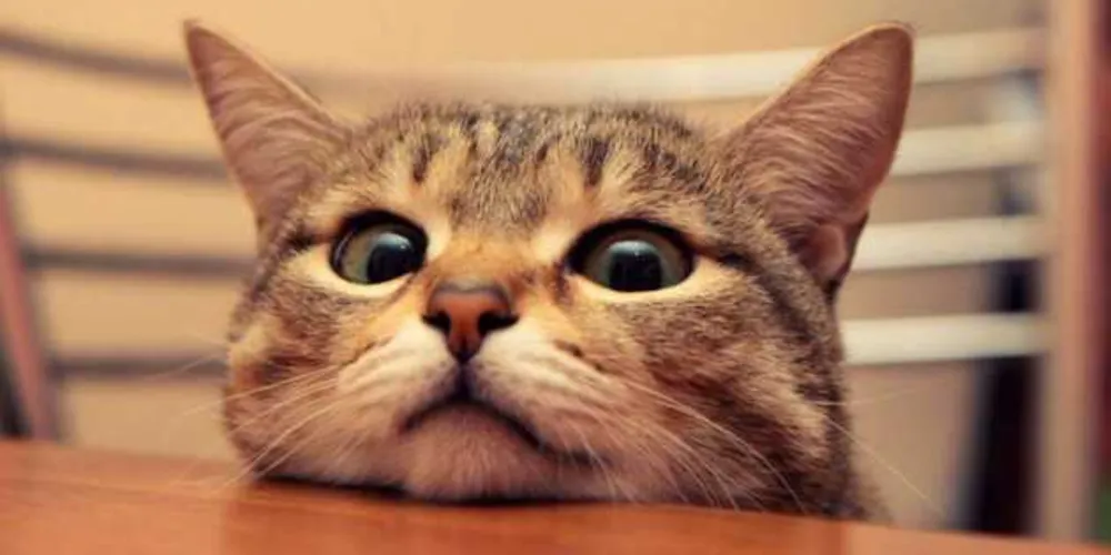 Portal aRede selecionou alguns dos vídeos mais vistos no YouTube sobre o tema