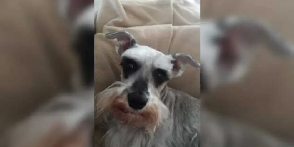A cachorra tem várias doenças e precisa de cuidados especiais. Há recompensa para quem encontrar a cadelinha.