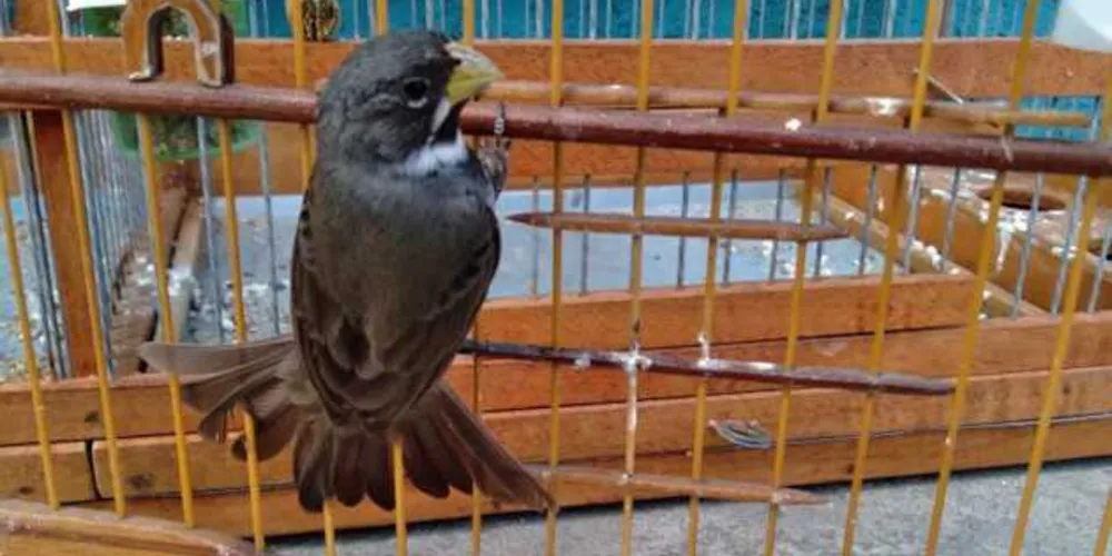 Na categoria amadora, é proibida a exploração comercial dos pássaros, sejam filhotes, adultos ou até mesmo ovos e anilhas.