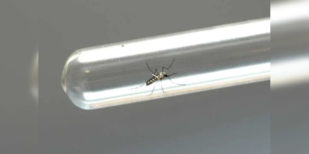 Imagem ilustrativa da imagem Ponta Grossa registra nove novos casos de dengue