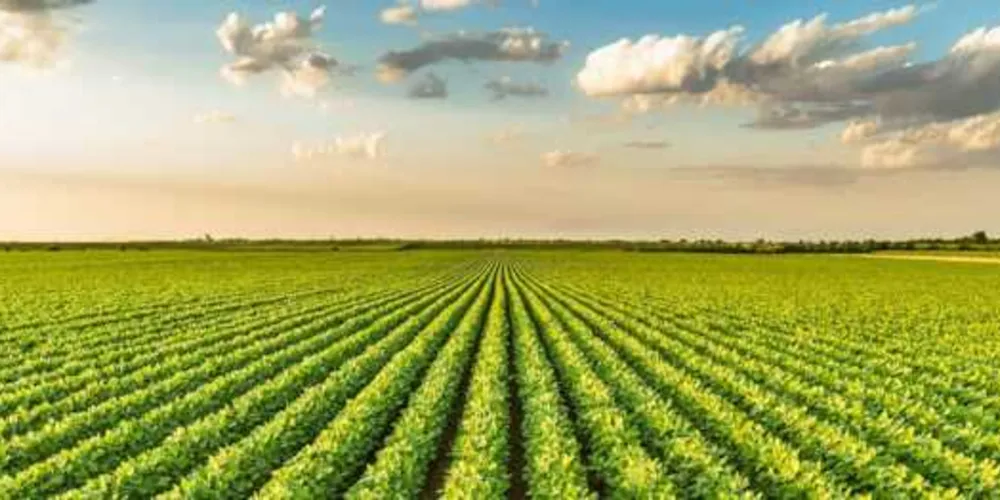 Imagem ilustrativa da imagem Empresa de Ponta Grossa promove evento agro digital