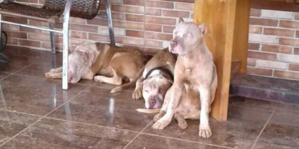 Cães viviam em propriedade próxima onde homem morava