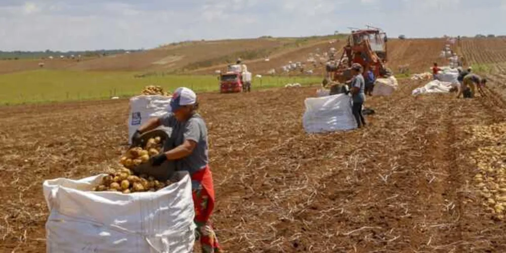 A estimativa do Paraná é produzir 812,6 mil toneladas até o final da segunda safra. 