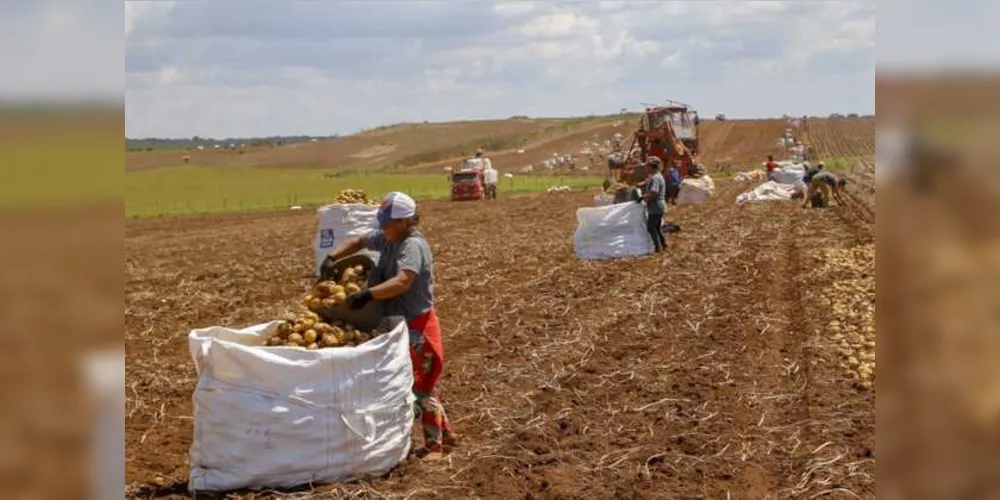 A estimativa do Paraná é produzir 812,6 mil toneladas até o final da segunda safra. 