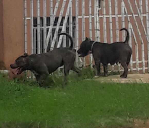 Imagem ilustrativa da imagem Cães pitbull fogem à rua e causam temor em vila