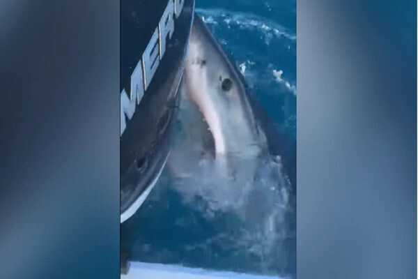 Imagem ilustrativa da imagem Tubarão branco curioso morde barco de pescadores na Flórida