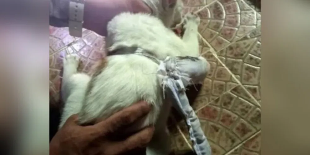 Gato interceptado com drogas no Panamá