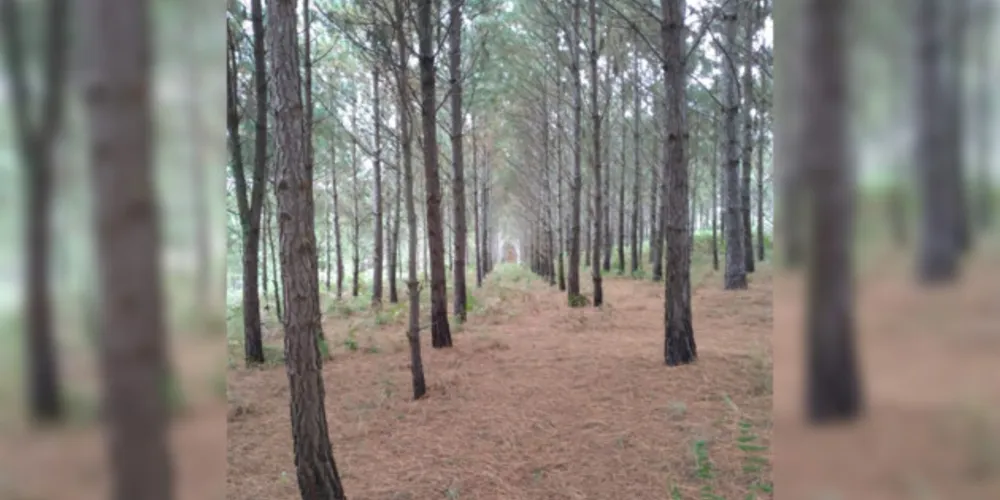 Professora e alunos registraram belezas naturais de Ponta Grossa