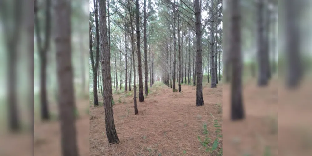 Professora e alunos registraram belezas naturais de Ponta Grossa