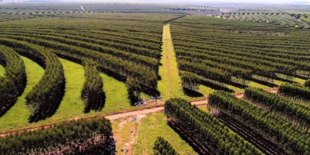 Sistema silvipastoril (integração pecuária-floresta – ILPF) que permite o uso integral da floresta plantada para a produção de celulose e papel ao mesmo tempo em que o produtor cria gado de corte
