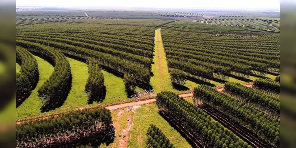 Sistema silvipastoril (integração pecuária-floresta – ILPF) que permite o uso integral da floresta plantada para a produção de celulose e papel ao mesmo tempo em que o produtor cria gado de corte