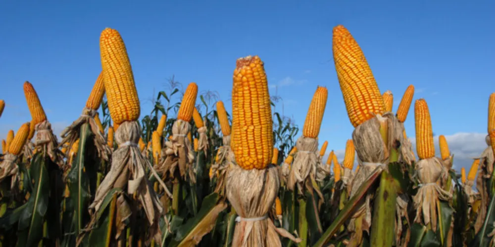 O milho teve um incremento de produção e em seus valores no decorrer do ano. Agricultura tem maior peso no VBP