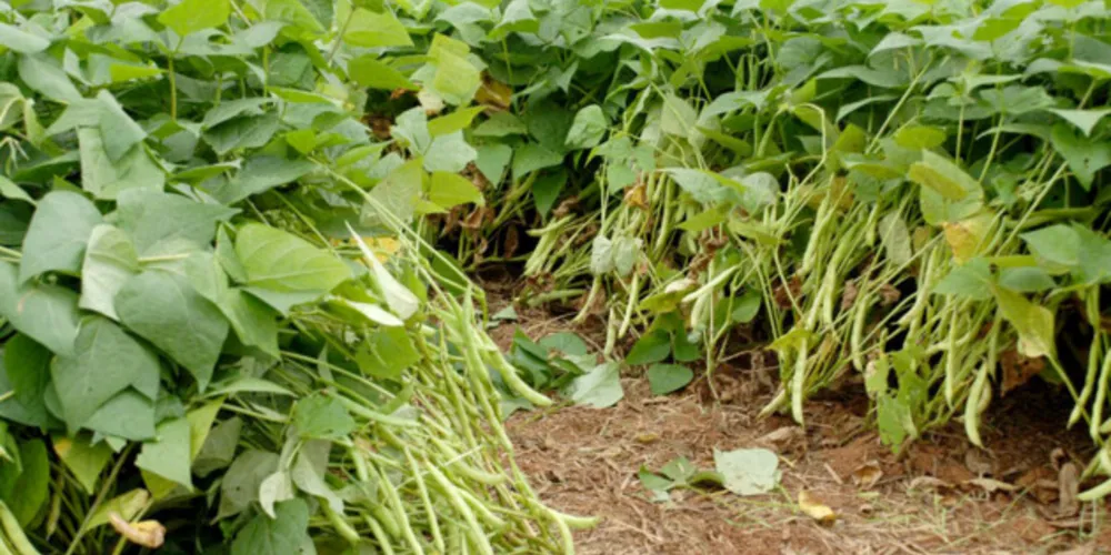 Na agricultura estão inclusos o feijão, milho segunda safra, trigo sequeiro, entre outros