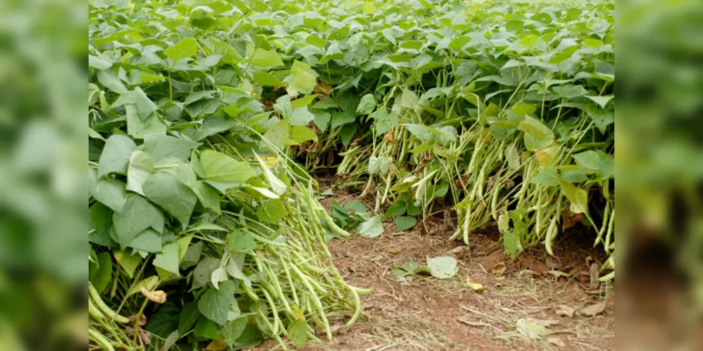 Na agricultura estão inclusos o feijão, milho segunda safra, trigo sequeiro, entre outros