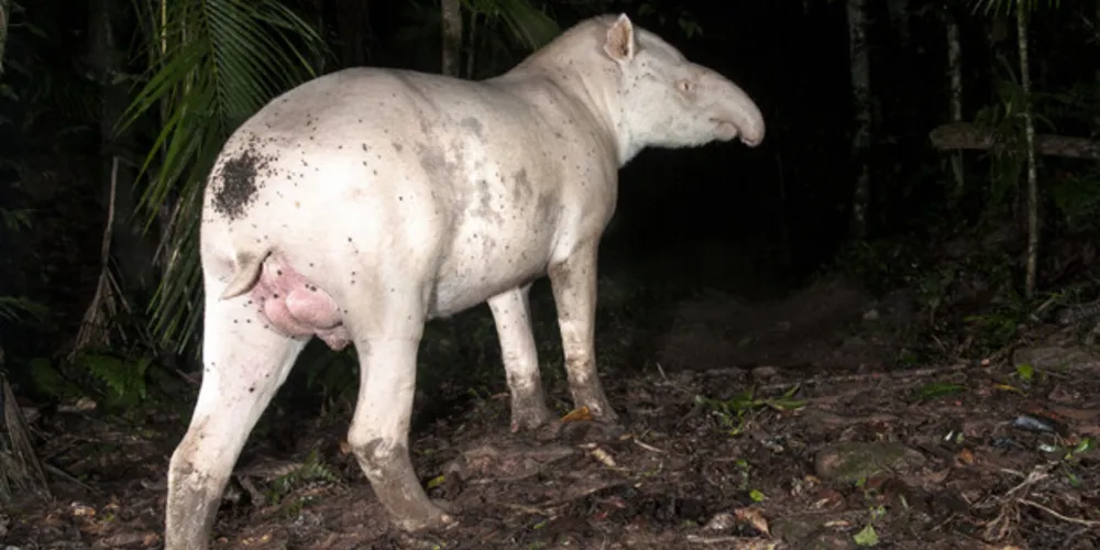 Canjica é um dos machos albinos do Legado das Águas