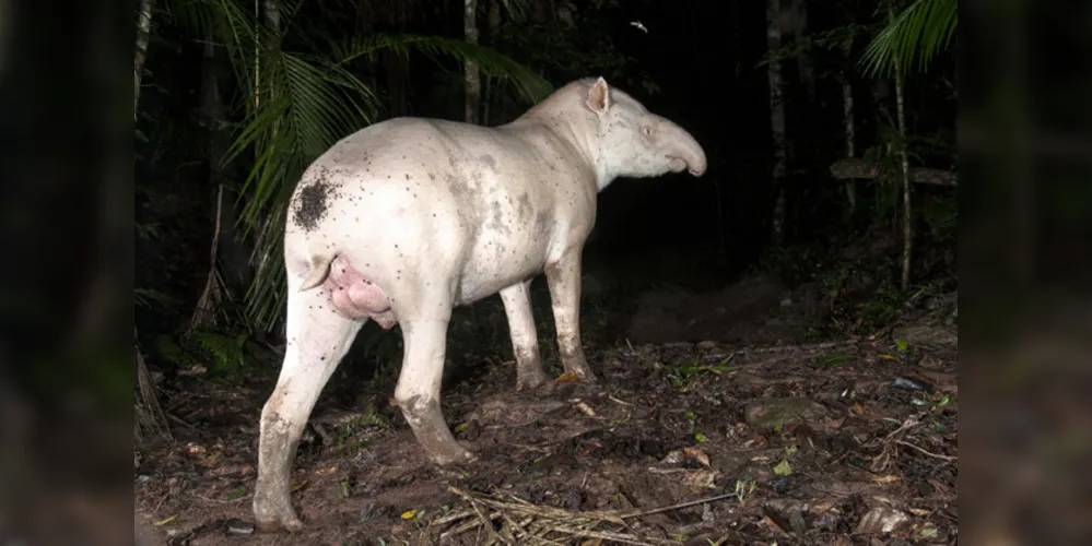 Canjica é um dos machos albinos do Legado das Águas