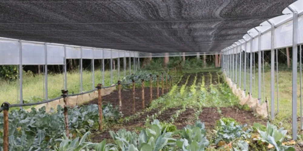 Atualmente, 18 pequenos produtores cultivam em estufas produtos como tomate, morango, alface, couve-flor, brócolis e repolho