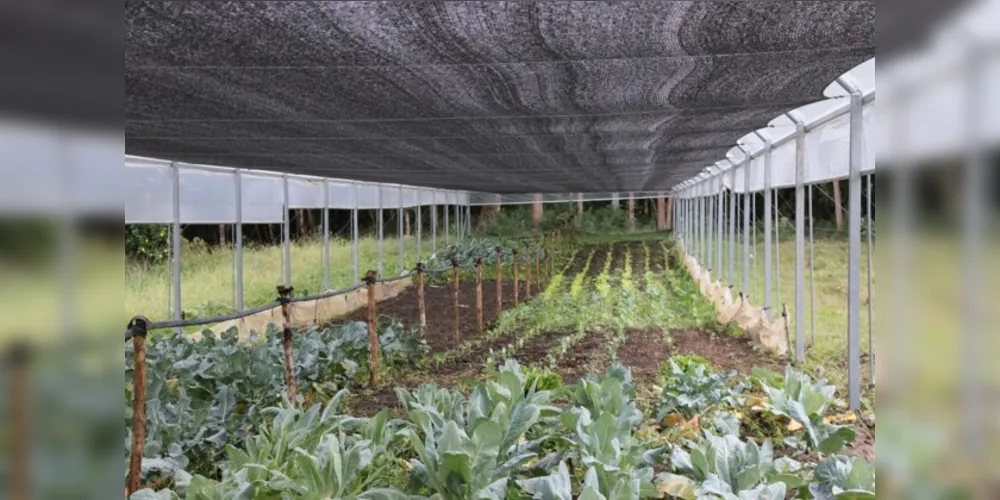 Atualmente, 18 pequenos produtores cultivam em estufas produtos como tomate, morango, alface, couve-flor, brócolis e repolho