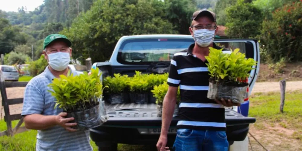 Município entregou cerca de 1,2 mil mudas de erva-mate para produtores locais