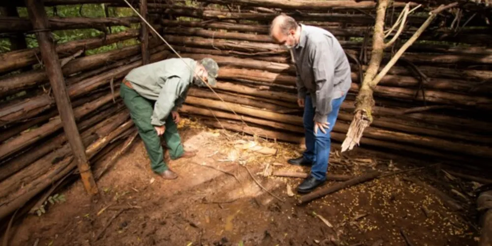 Imagem ilustrativa da imagem Projeto UEPG analisa zoonoses relacionadas a javalis no PR