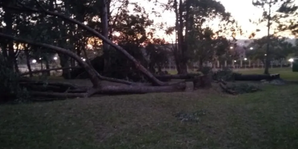 As árvores selecionadas no Parque Monteiro Lobato, são da espécie exótica, ou seja, eucalipto