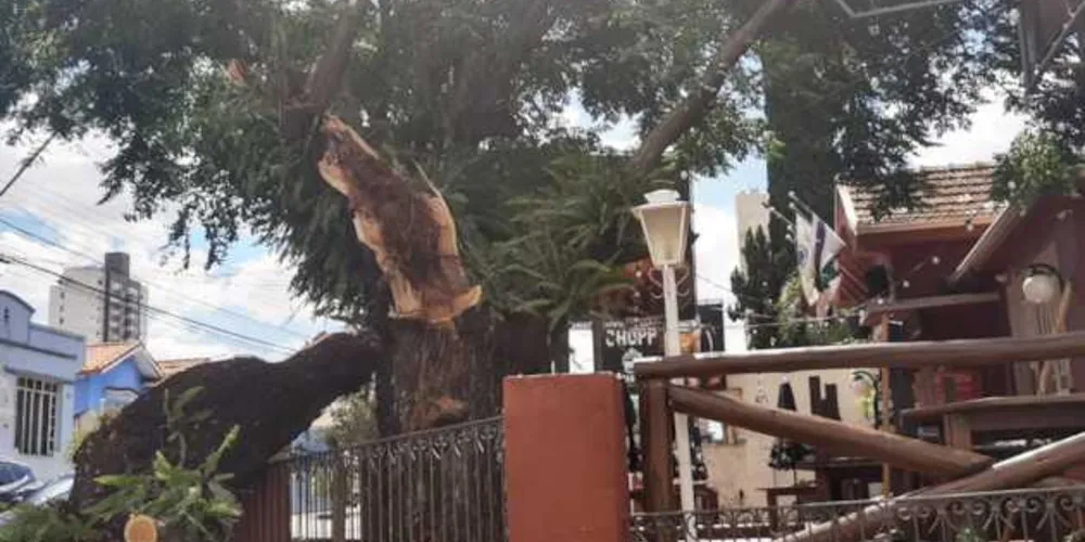 Imagem ilustrativa da imagem Árvore cai e danifica estabelecimento em Oficinas