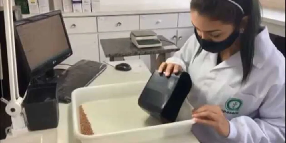 Estado foi responsável por 18% da produção vendida no país na safra de 2020