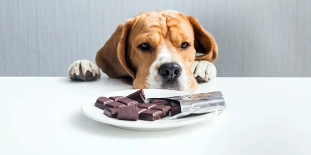 O consumo de chocolate por cães não é recomendado por profissionais veterinários.