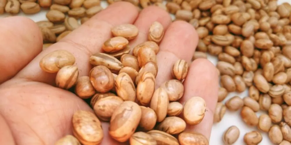 Imagem ilustrativa da imagem Nutrição minimiza estresse e garante produtividade no feijão