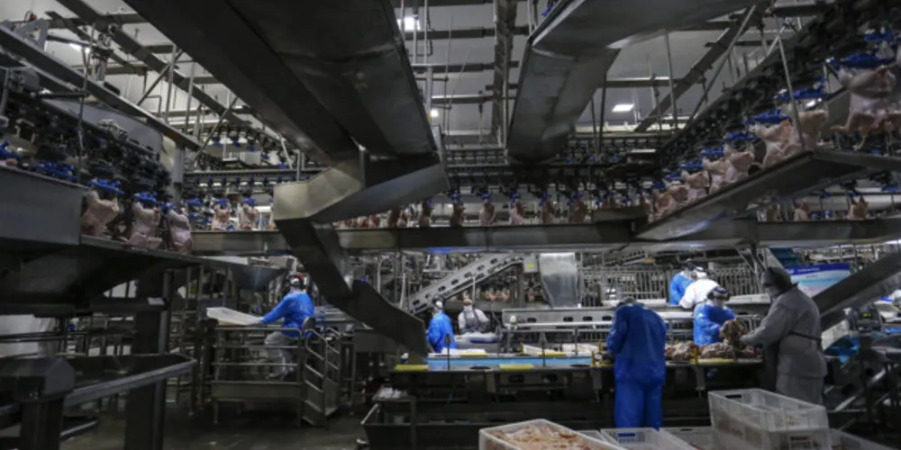 Produtores comemoram o bom resultado do ano passado