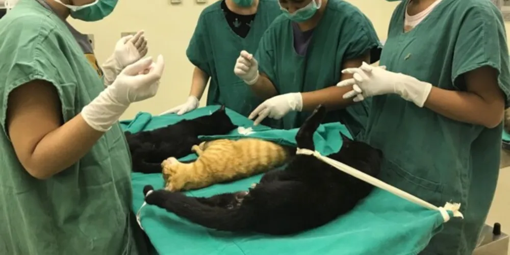 Centro veterinário suspendeu, por dois meses, as cirurgias eletivas nos animais que atende