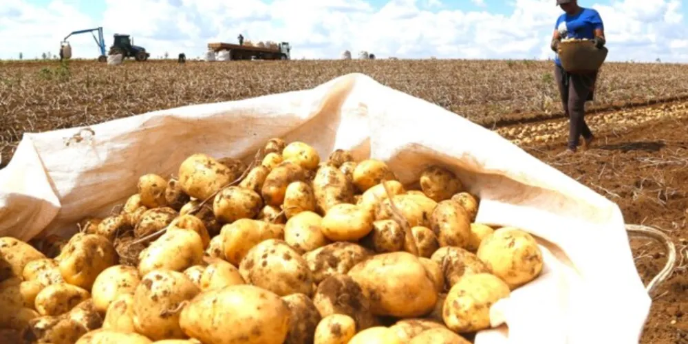O preço da batata aumentou em 42,51%.