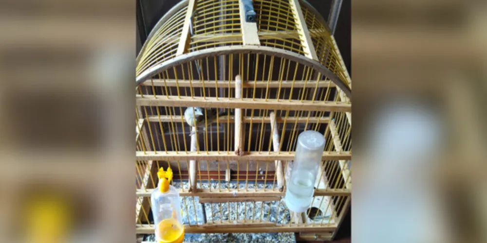 Jovem que deixava o animal preso foi encaminhado para a delegacia do município